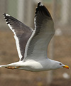 juvenile LBBG in October, ringed in Norway. (131273 bytes)